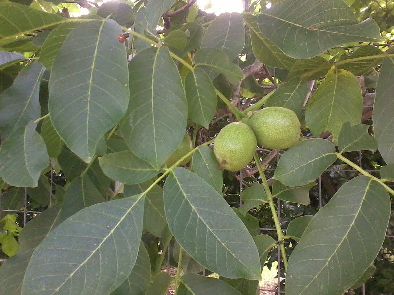 Green walnuts photo