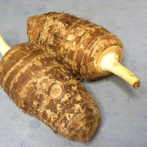 Kolokassi (taro) bulbs image