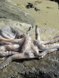 Octopus htapodi image