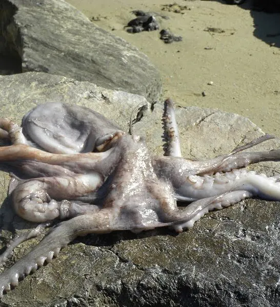 Octopus: How to clean and Cook it