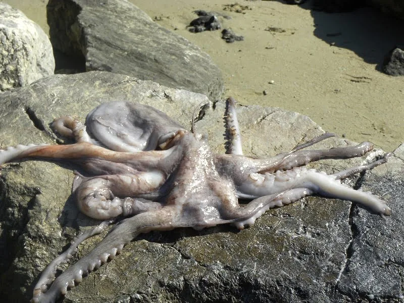 Octopus htapodi image