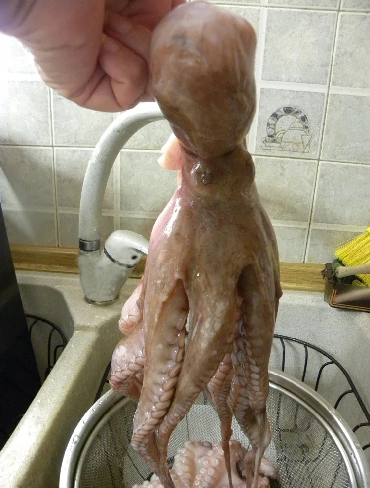 Whole octopus image