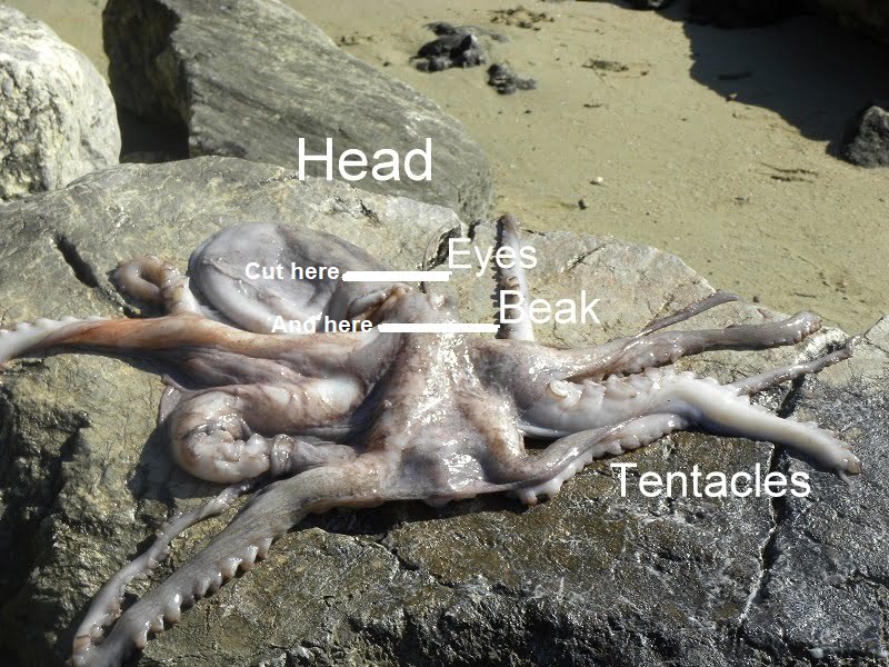 anatomy of an Octopus htapodi image