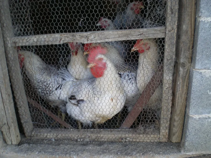 chickens in a coop image