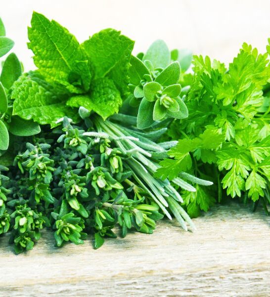 Fresh Herbs and How to keep them fresh!