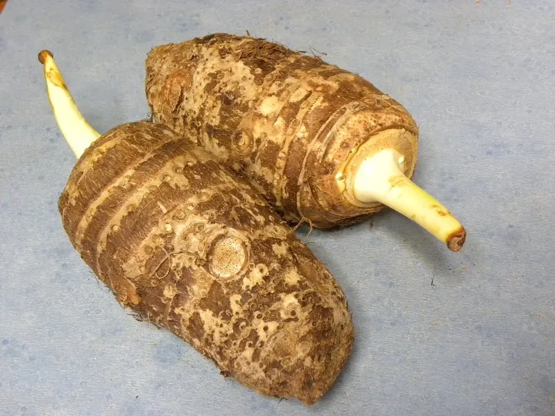 kolokassi root image