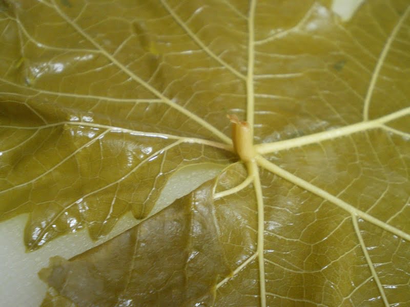 vine leaf image