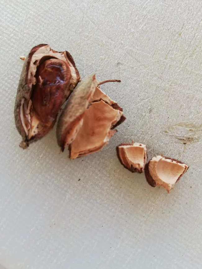 Almond shell image