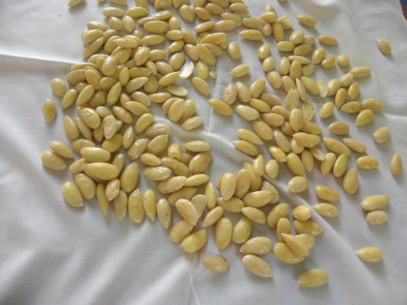 Blanched almonds drying photo