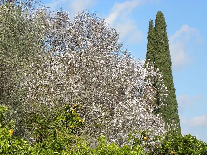 Bloomed almond tree image