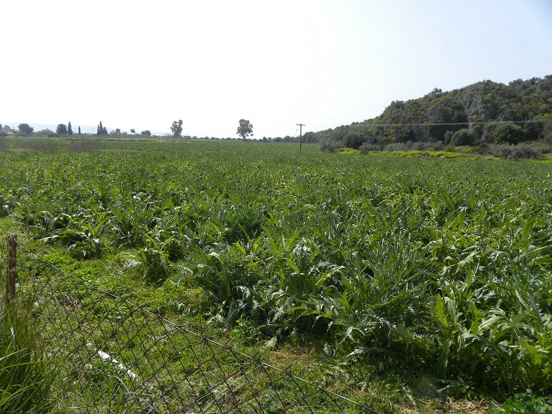 Fields with artichokes image