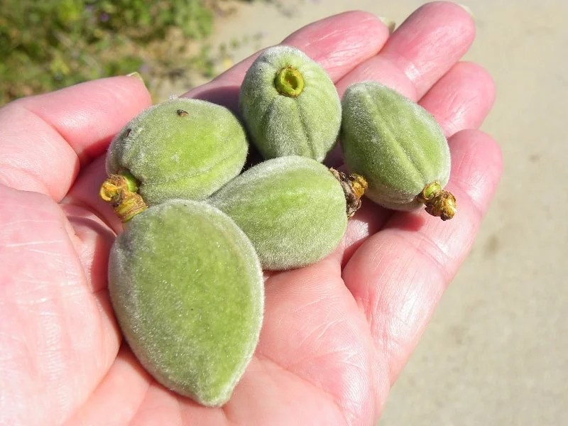 Green almonds tsagala image