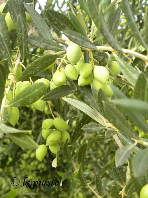 Greek olives3