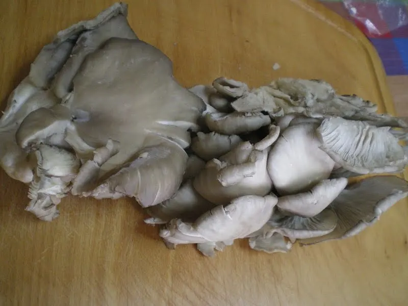 Pleurotus (Oyster) mushrooms image