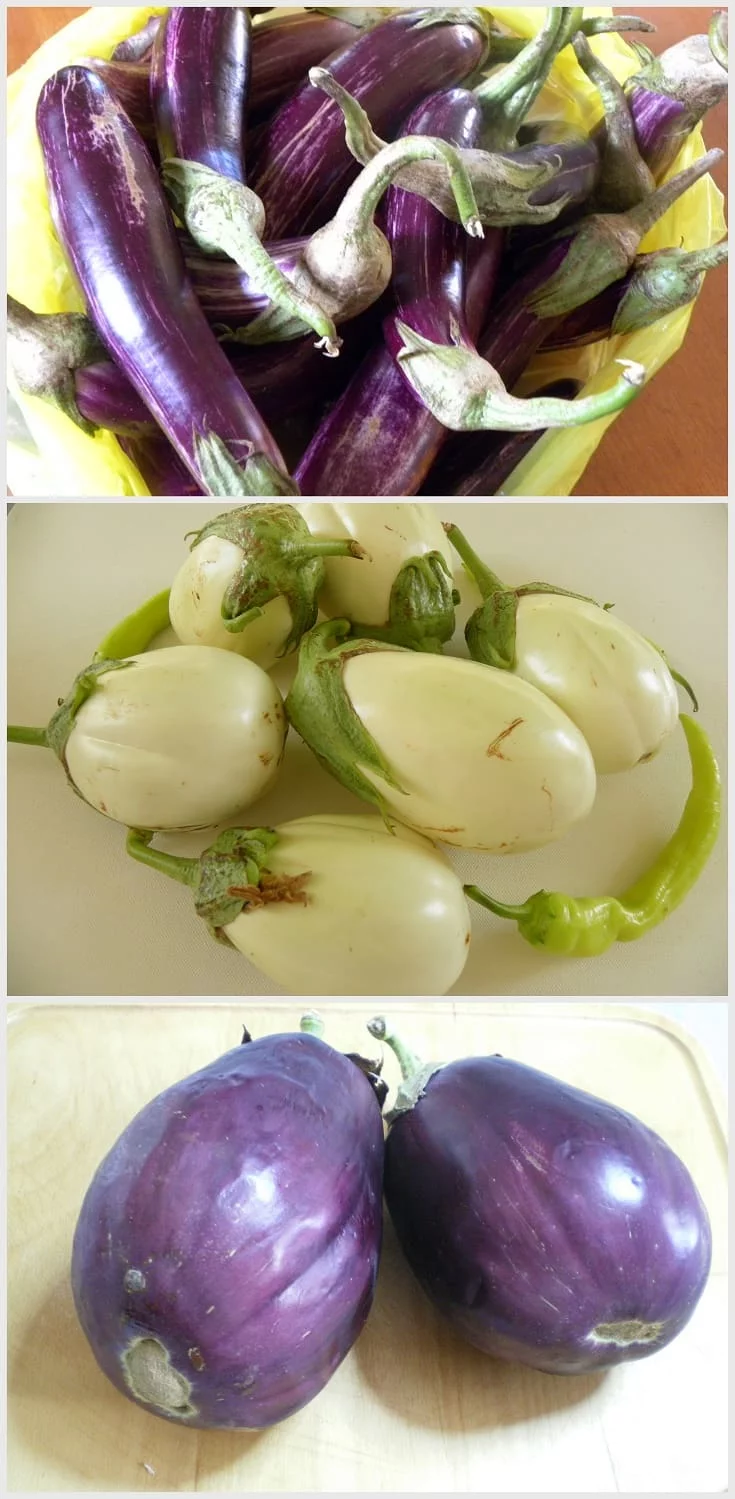 Variety of Greek eggplants called tsakonikes image