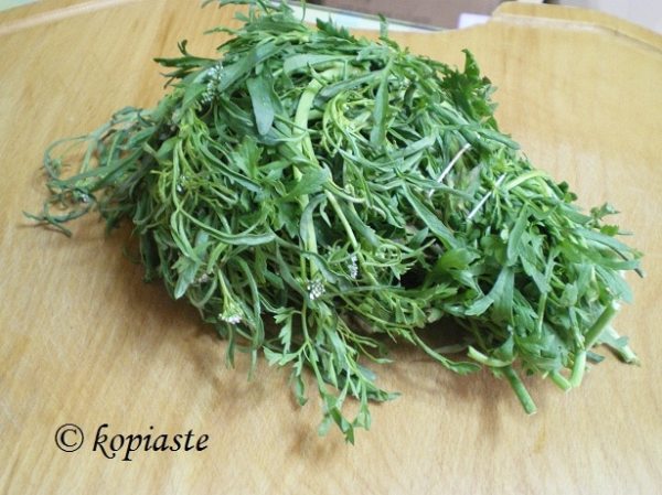 watercress kardamon Nasturtium officinale image