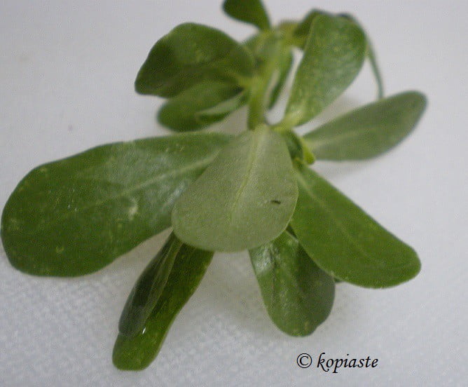 Purslane leafs