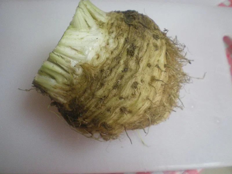 Celeriac root before cleaning image