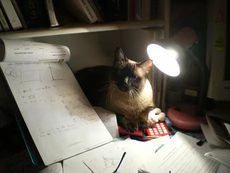 Lisa our cat studying image