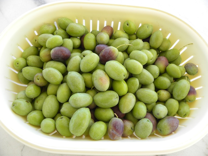 Olives before being cured image