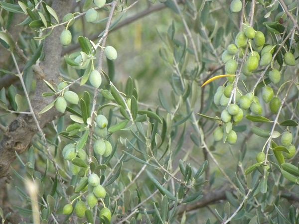green olives on the tree image