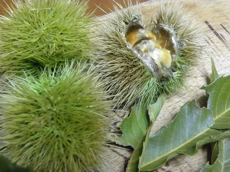 Chestnuts in burrs image