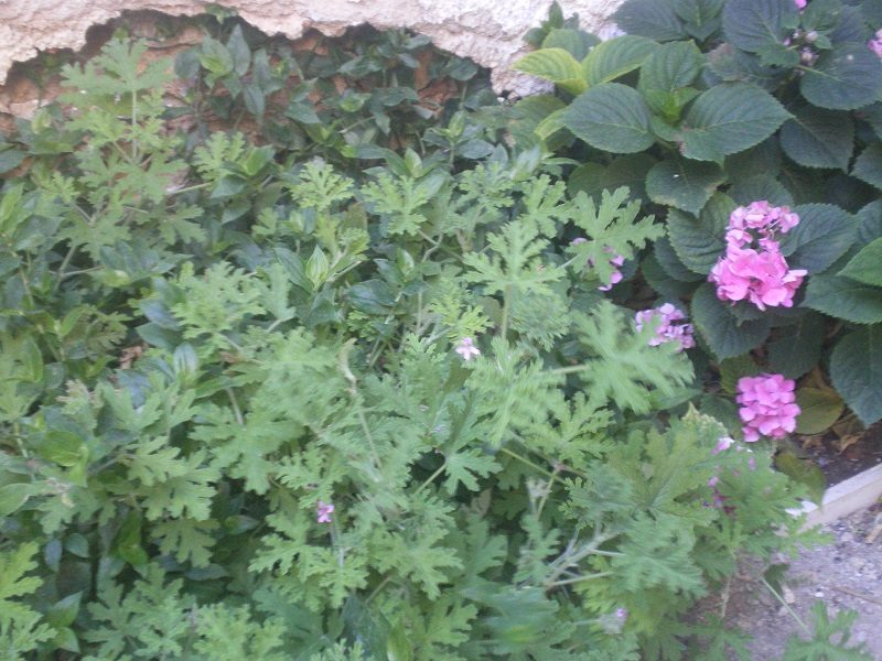 Geraniums in our back yard image