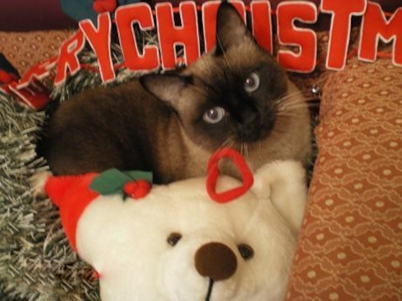 Our cat lisa during Christmas image