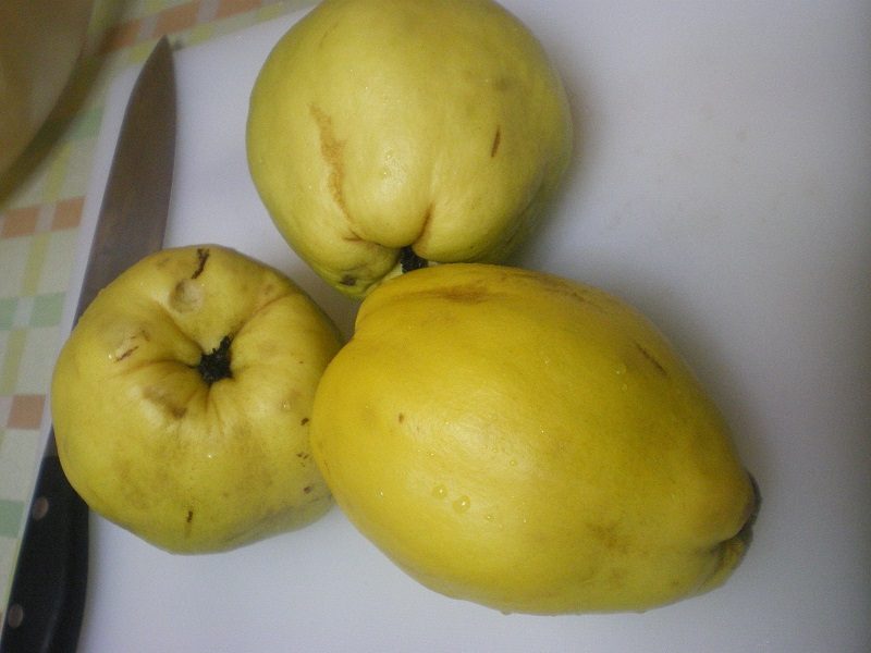 quince kydoni fruit image