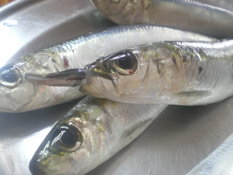Fresh Sardines image