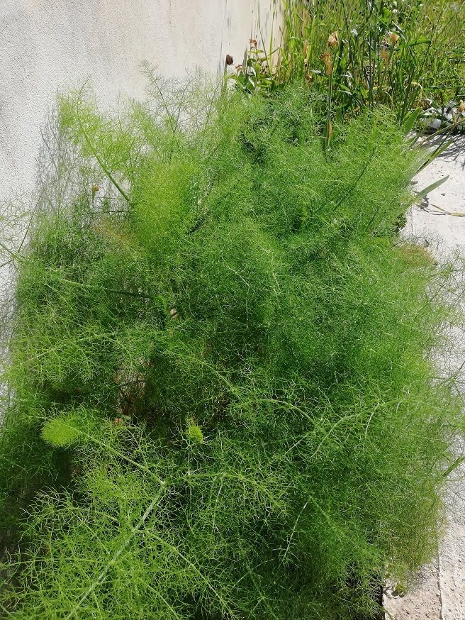 Wild fennel in our garden image
