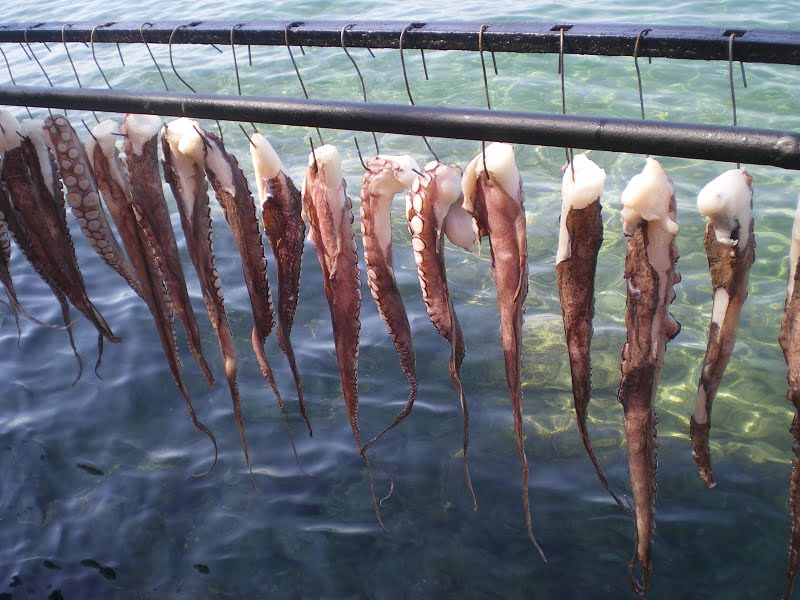 Evia octopuses drying image