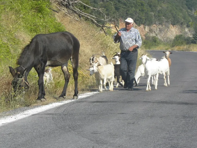 Shepherd and goats in Greece image