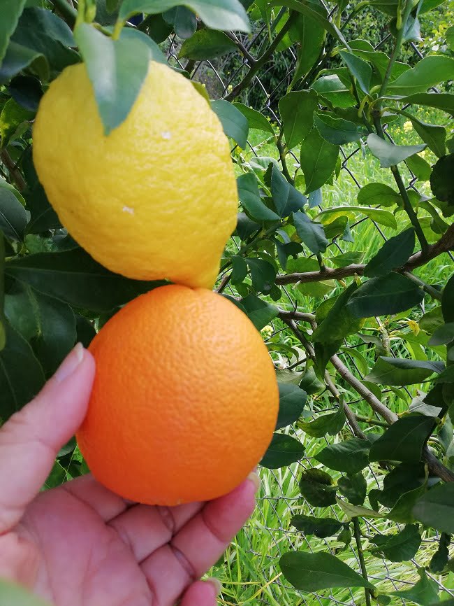 Our lemon compared to an orange image