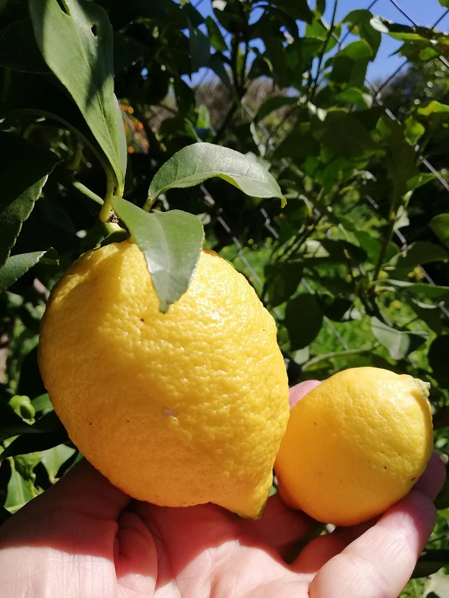 Our lemon compared to an ordinary lemon image