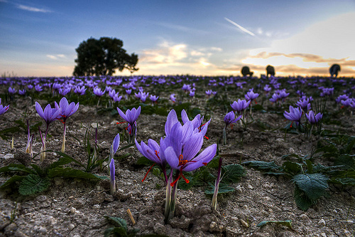 Krokos Kozanis (Crocus) or Zafora (Greek Saffron) & Ryzogalo - Kopiaste ...