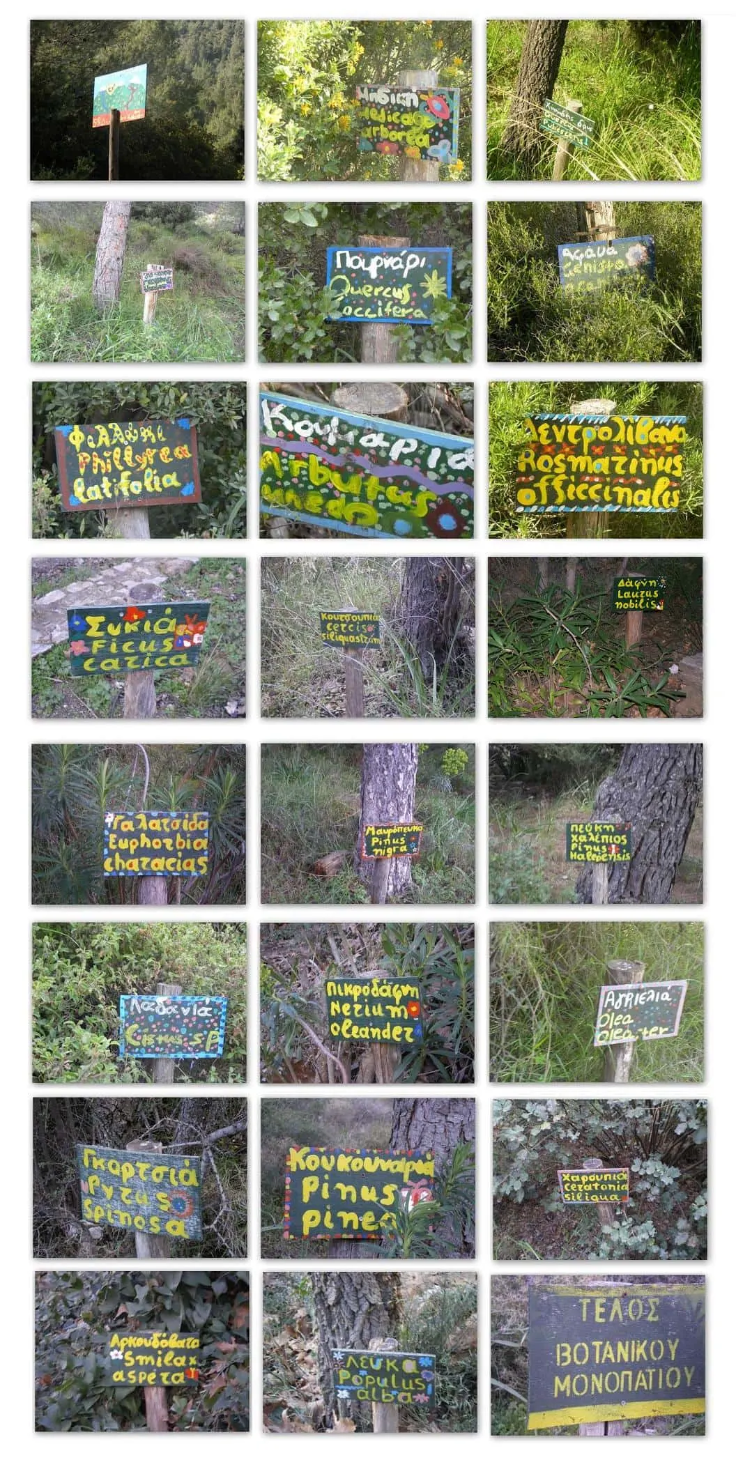 Collage Hymettus Botanical trail