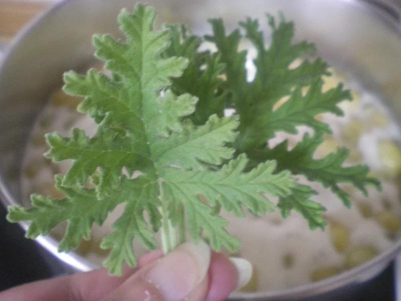 Fragrant geraniums arbaroriza in preserve image