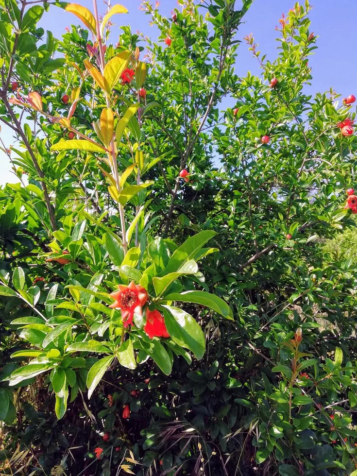 pomegranate blossoms image