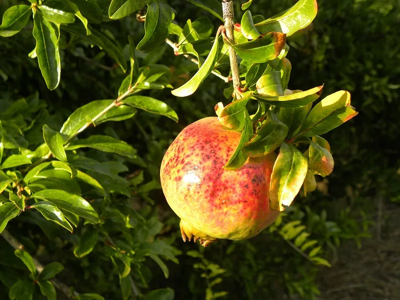 Pomegranate hanging on the tree image
