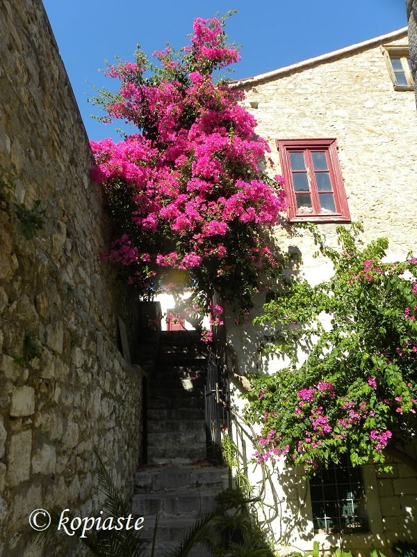 Nafplio and bougainvilleas