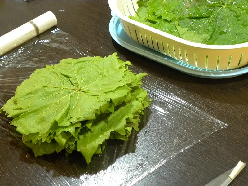 Tender vine leaves image