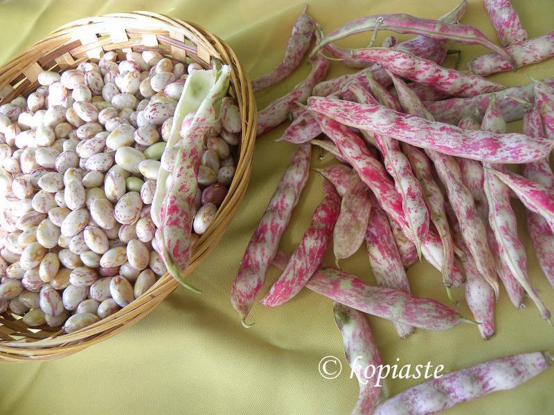 hantres cranberry or runner beans image
