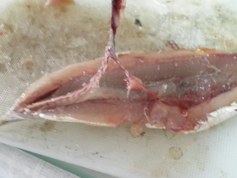 anchovies removing spine image