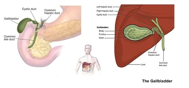 Gallbladder (organ) image