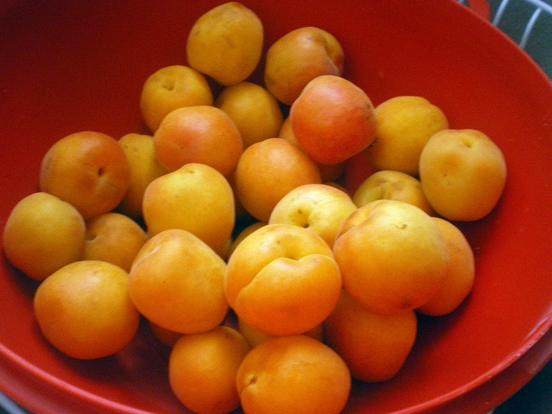 Fresh apricots image