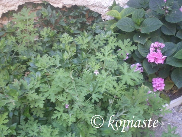 arbaroriza scented geraniums