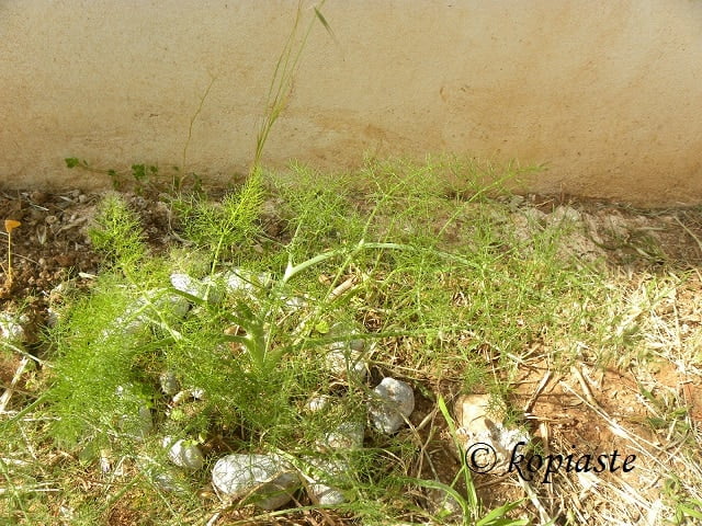 Fennel fronds