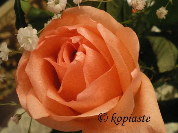 Rose2