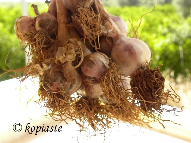 raw garlic image
